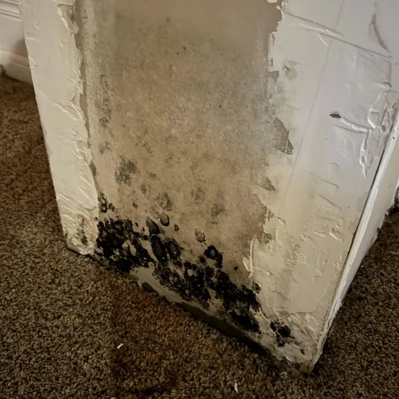 Professional Mold Removal in Milford, WI